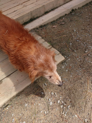 f:id:roukenhome-ann:20190429072539j:plain f:id:roukenhome-ann:20190429072539j:plain