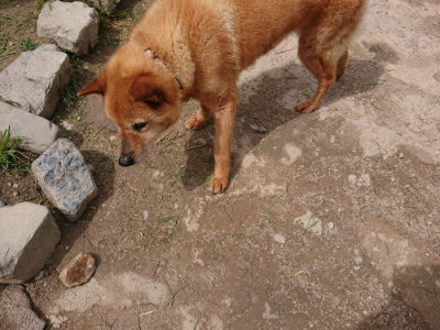 f:id:roukenhome-ann:20190429073323j:plain f:id:roukenhome-ann:20190429073323j:plain