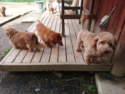 f:id:roukenhome-ann:20190429073427j:plain f:id:roukenhome-ann:20190429073427j:plain