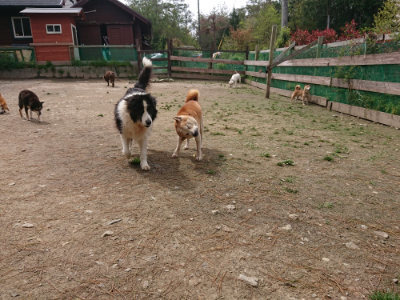f:id:roukenhome-ann:20190429073431j:plain f:id:roukenhome-ann:20190429073431j:plain