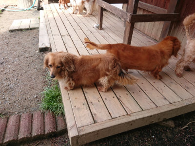 f:id:roukenhome-ann:20190429073516j:plain f:id:roukenhome-ann:20190429073516j:plain