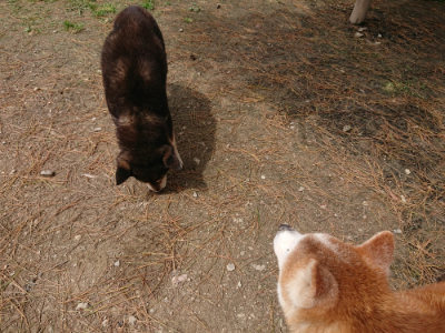 f:id:roukenhome-ann:20190429073601j:plain f:id:roukenhome-ann:20190429073601j:plain