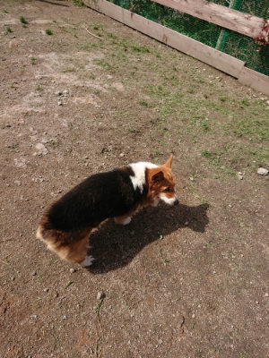 f:id:roukenhome-ann:20190429073729j:plain f:id:roukenhome-ann:20190429073729j:plain