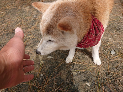 f:id:roukenhome-ann:20190429073744j:plain f:id:roukenhome-ann:20190429073744j:plain