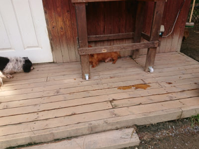 f:id:roukenhome-ann:20190429073813j:plain f:id:roukenhome-ann:20190429073813j:plain