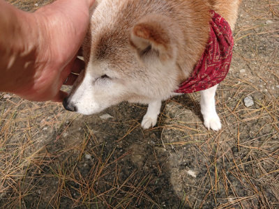 f:id:roukenhome-ann:20190429073819j:plain f:id:roukenhome-ann:20190429073819j:plain