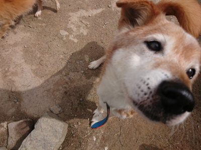 f:id:roukenhome-ann:20190429074123j:plain f:id:roukenhome-ann:20190429074123j:plain