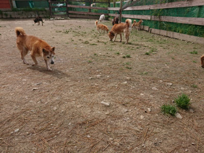 f:id:roukenhome-ann:20190429074213j:plain f:id:roukenhome-ann:20190429074213j:plain
