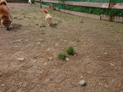 f:id:roukenhome-ann:20190429074218j:plain f:id:roukenhome-ann:20190429074218j:plain