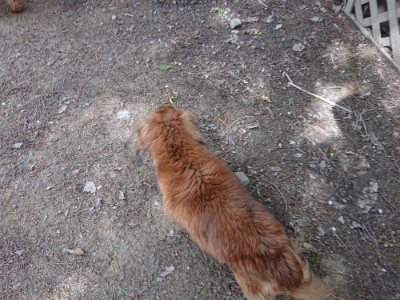 f:id:roukenhome-ann:20190429074229j:plain f:id:roukenhome-ann:20190429074229j:plain