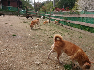 f:id:roukenhome-ann:20190429074251j:plain f:id:roukenhome-ann:20190429074251j:plain