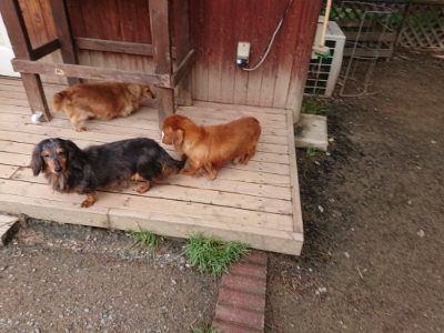 f:id:roukenhome-ann:20190429074315j:plain f:id:roukenhome-ann:20190429074315j:plain