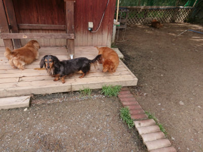 f:id:roukenhome-ann:20190429074328j:plain f:id:roukenhome-ann:20190429074328j:plain