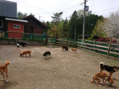 f:id:roukenhome-ann:20190429074501j:plain f:id:roukenhome-ann:20190429074501j:plain