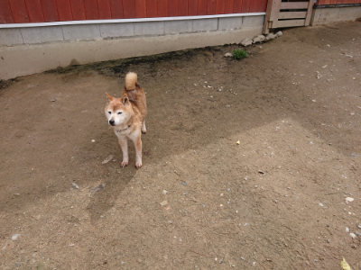 f:id:roukenhome-ann:20190429074510j:plain f:id:roukenhome-ann:20190429074510j:plain