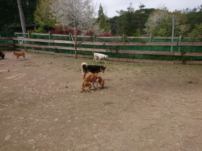 f:id:roukenhome-ann:20190429074514j:plain f:id:roukenhome-ann:20190429074514j:plain