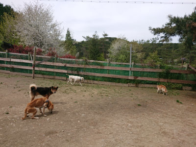 f:id:roukenhome-ann:20190429074519j:plain f:id:roukenhome-ann:20190429074519j:plain