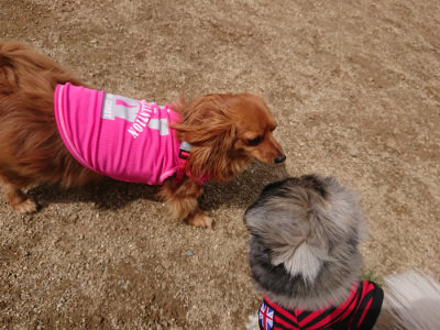 f:id:roukenhome-ann:20190429074547j:plain f:id:roukenhome-ann:20190429074547j:plain