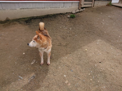 f:id:roukenhome-ann:20190429074551j:plain f:id:roukenhome-ann:20190429074551j:plain