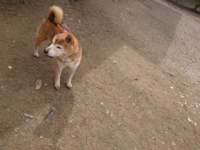 f:id:roukenhome-ann:20190429074556j:plain f:id:roukenhome-ann:20190429074556j:plain