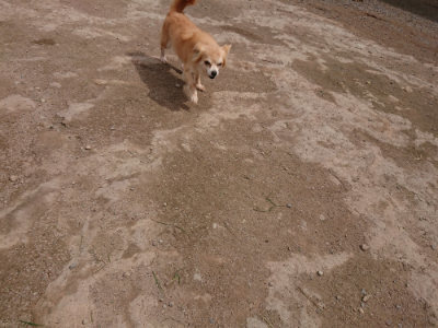 f:id:roukenhome-ann:20190429074611j:plain f:id:roukenhome-ann:20190429074611j:plain