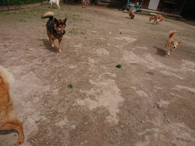 f:id:roukenhome-ann:20190429074726j:plain f:id:roukenhome-ann:20190429074726j:plain