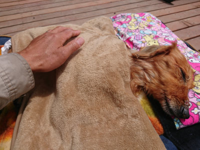 f:id:roukenhome-ann:20190429074747j:plain f:id:roukenhome-ann:20190429074747j:plain