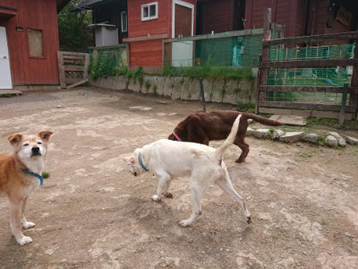 f:id:roukenhome-ann:20190429075010j:plain f:id:roukenhome-ann:20190429075010j:plain