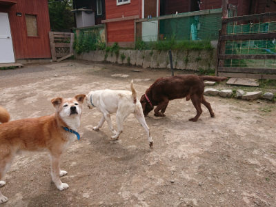 f:id:roukenhome-ann:20190429075015j:plain f:id:roukenhome-ann:20190429075015j:plain