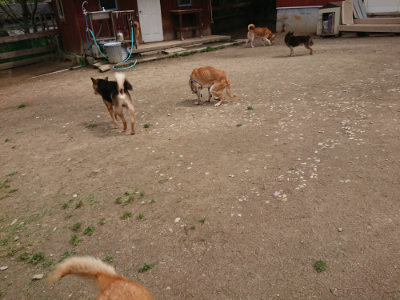 f:id:roukenhome-ann:20190429075034j:plain f:id:roukenhome-ann:20190429075034j:plain