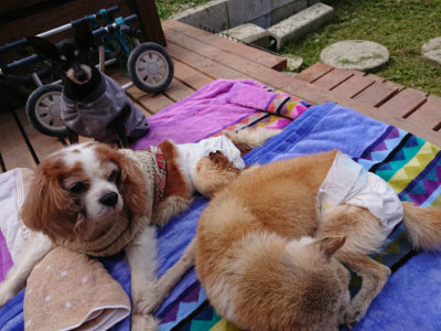 f:id:roukenhome-ann:20190429075045j:plain f:id:roukenhome-ann:20190429075045j:plain