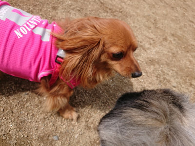 f:id:roukenhome-ann:20190429075056j:plain f:id:roukenhome-ann:20190429075056j:plain