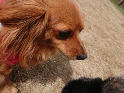 f:id:roukenhome-ann:20190429075108j:plain f:id:roukenhome-ann:20190429075108j:plain
