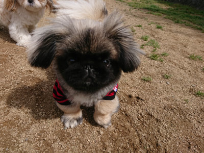 f:id:roukenhome-ann:20190429075122j:plain f:id:roukenhome-ann:20190429075122j:plain