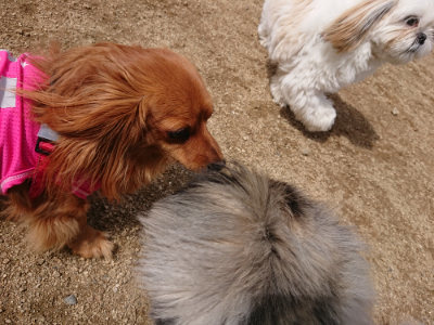 f:id:roukenhome-ann:20190429075155j:plain f:id:roukenhome-ann:20190429075155j:plain