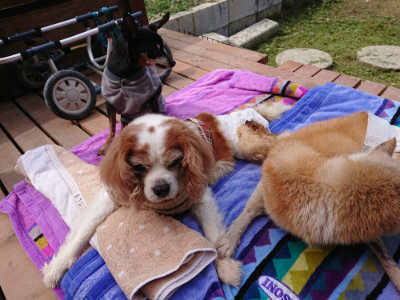 f:id:roukenhome-ann:20190429075651j:plain f:id:roukenhome-ann:20190429075651j:plain