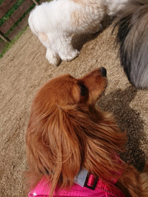 f:id:roukenhome-ann:20190429075717j:plain f:id:roukenhome-ann:20190429075717j:plain