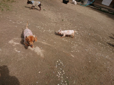 f:id:roukenhome-ann:20190429075736j:plain f:id:roukenhome-ann:20190429075736j:plain
