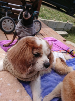 f:id:roukenhome-ann:20190429075806j:plain f:id:roukenhome-ann:20190429075806j:plain