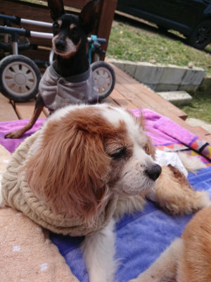 f:id:roukenhome-ann:20190429075819j:plain f:id:roukenhome-ann:20190429075819j:plain