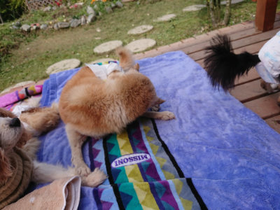 f:id:roukenhome-ann:20190429075839j:plain f:id:roukenhome-ann:20190429075839j:plain