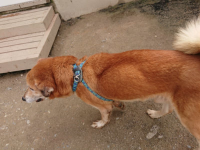 f:id:roukenhome-ann:20190429075908j:plain f:id:roukenhome-ann:20190429075908j:plain
