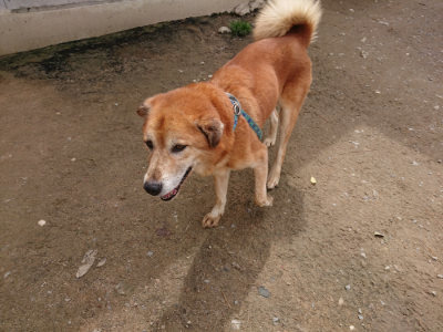 f:id:roukenhome-ann:20190429075925j:plain f:id:roukenhome-ann:20190429075925j:plain