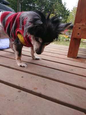 f:id:roukenhome-ann:20190429075950j:plain f:id:roukenhome-ann:20190429075950j:plain
