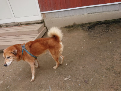 f:id:roukenhome-ann:20190429075954j:plain f:id:roukenhome-ann:20190429075954j:plain