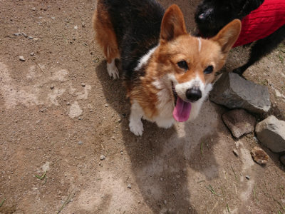 f:id:roukenhome-ann:20190429080413j:plain f:id:roukenhome-ann:20190429080413j:plain