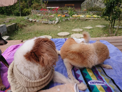 f:id:roukenhome-ann:20190429080746j:plain f:id:roukenhome-ann:20190429080746j:plain