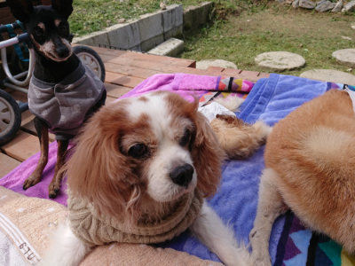 f:id:roukenhome-ann:20190429081002j:plain f:id:roukenhome-ann:20190429081002j:plain