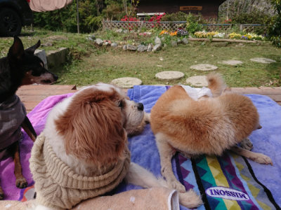 f:id:roukenhome-ann:20190429081123j:plain f:id:roukenhome-ann:20190429081123j:plain