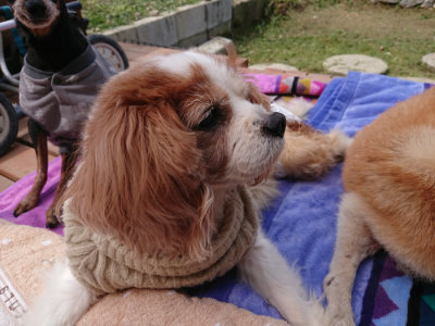 f:id:roukenhome-ann:20190429081139j:plain f:id:roukenhome-ann:20190429081139j:plain